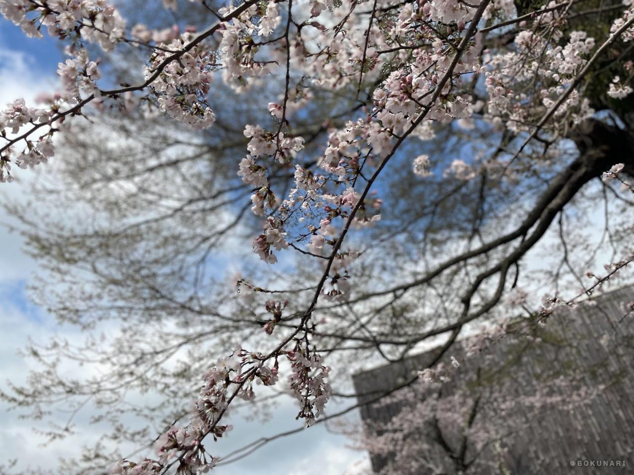 会場の御殿場市は、ちょうど桜が満開。